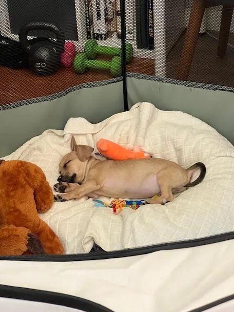 A baby small-sized male Chihuahua dog named Gunner for adoption in New York, NY