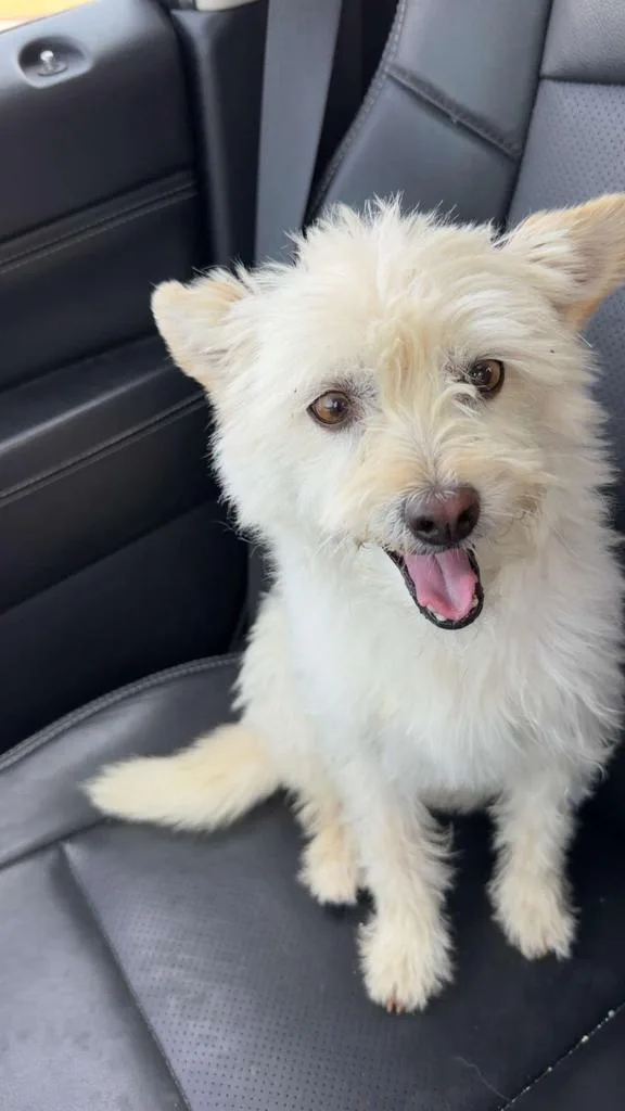 A young medium-sized male Poodle dog named Velcro for adoption in Portland, IN