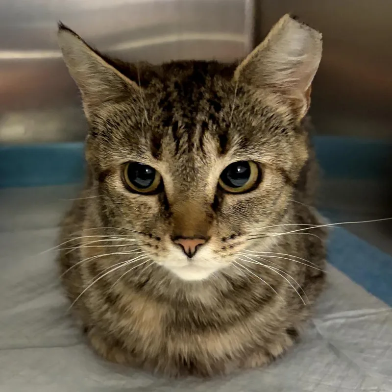 An adult small-sized female Brown / Chocolate Domestic Short Hair cat named Penny for adoption in New Albany, OH