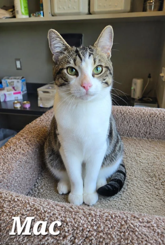 A baby large-sized male Domestic Short Hair cat named Mac for adoption in Sidney, OH
