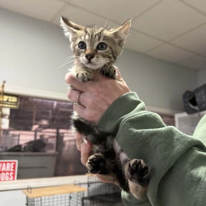 A baby medium-sized male Domestic Short Hair cat named Unit for adoption in Columbia, SC