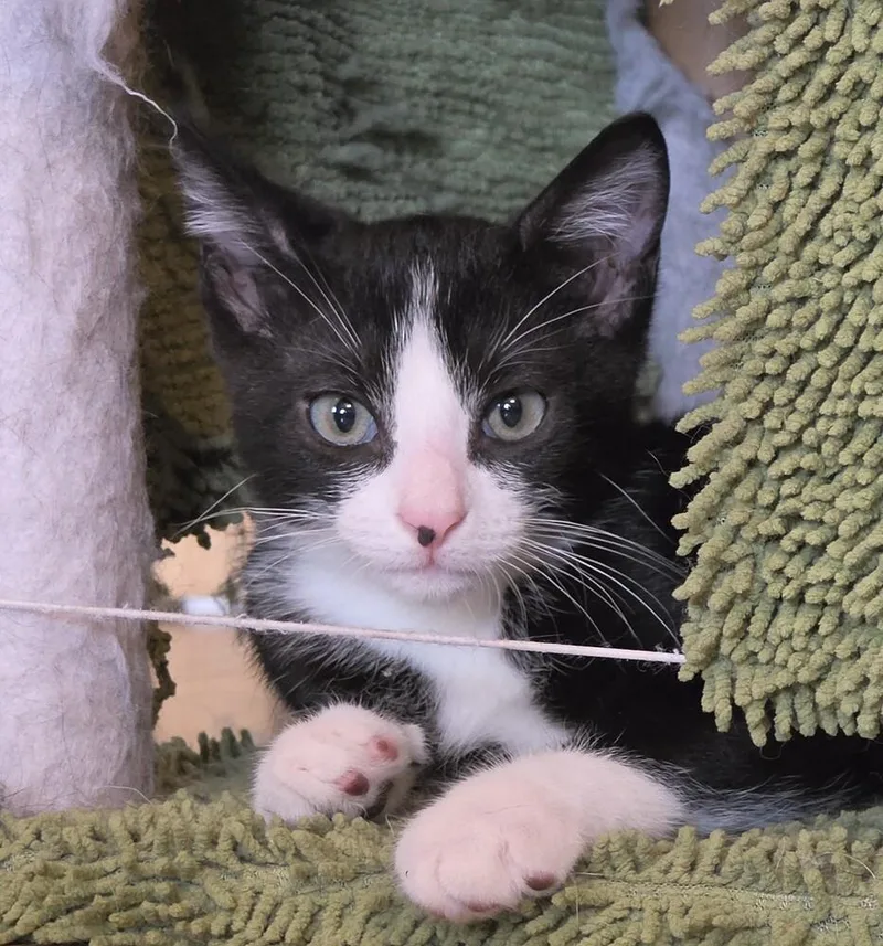A baby small-sized male Black & White / Tuxedo Domestic Short Hair cat named Bandit for adoption in Brandon, FL