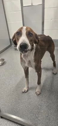 An adult medium-sized male Coonhound dog named Whiskey for adoption in Daphne, AL