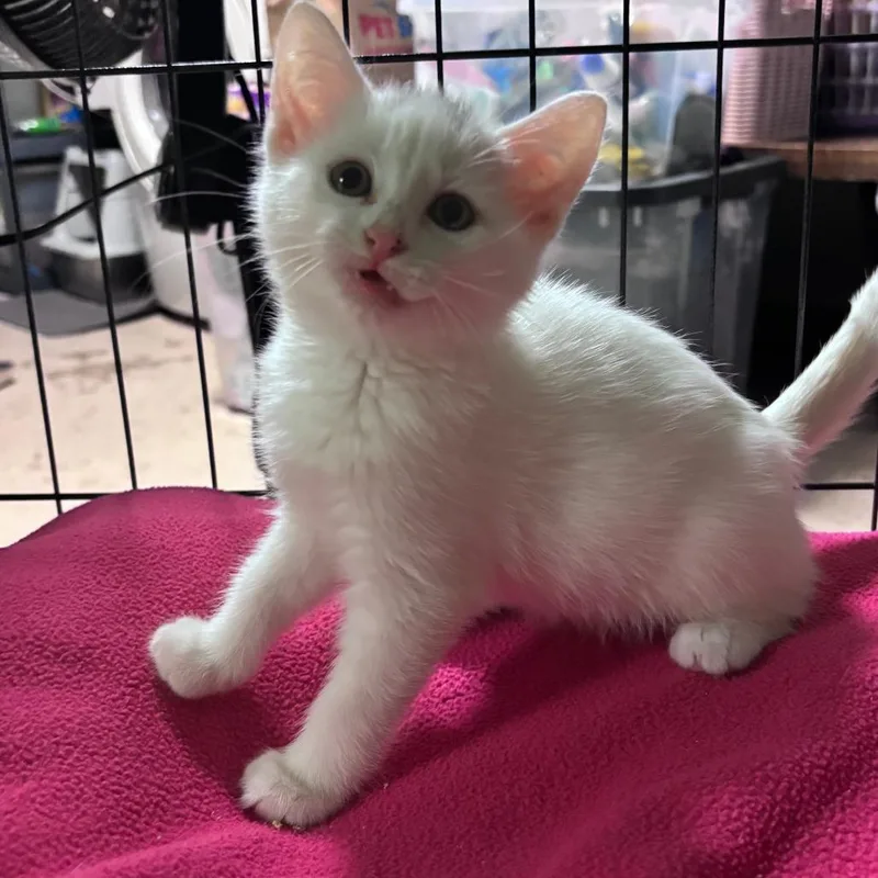 A baby small-sized female White Domestic Short Hair cat named Ursula C for adoption in Princeton, MN