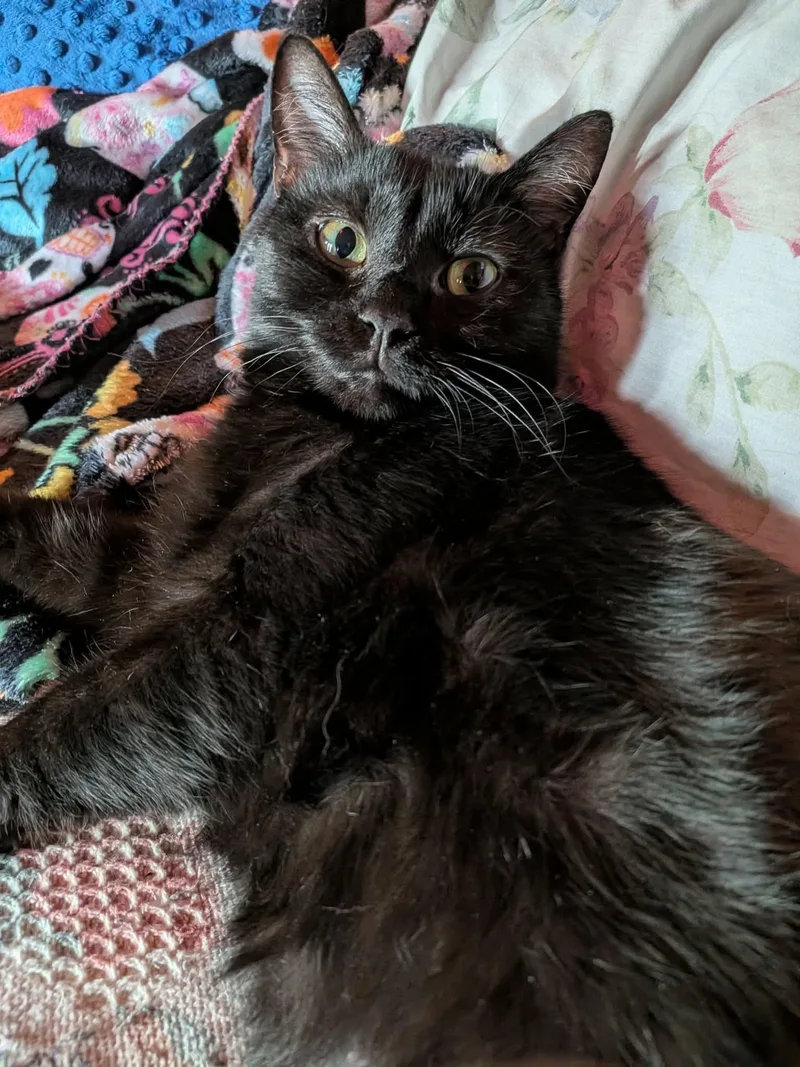 A young small-sized female Black Domestic Short Hair cat named Simone for adoption in Rochester, WA