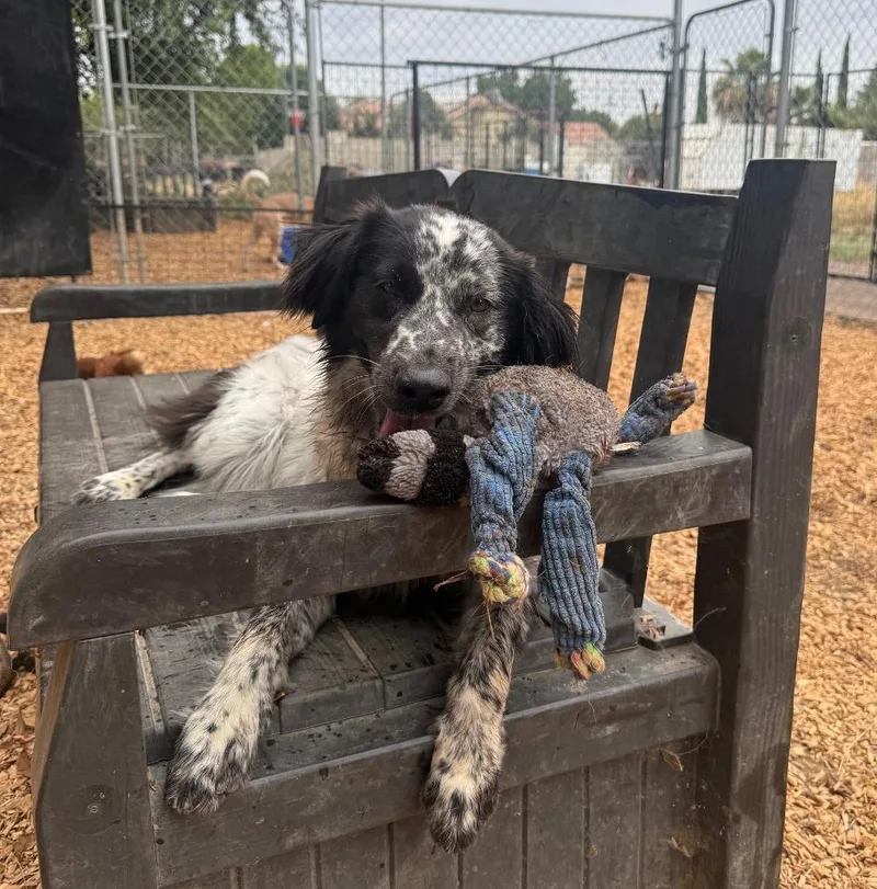 A young small-sized male Australian Cattle Dog / Blue Heeler dog named Banjo for adoption in Lemoore, CA