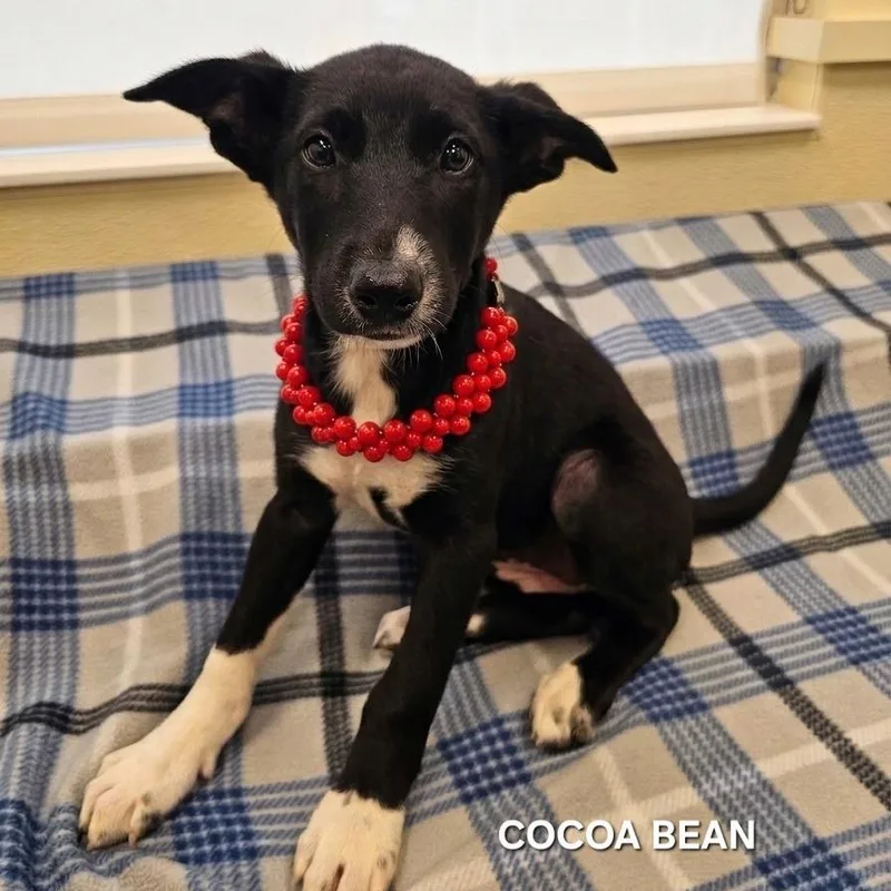 Cocoa Bean thumbnail 3