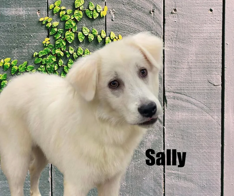 Sally