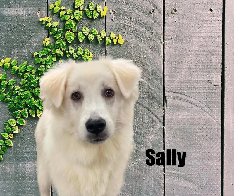 Sally thumbnail 2