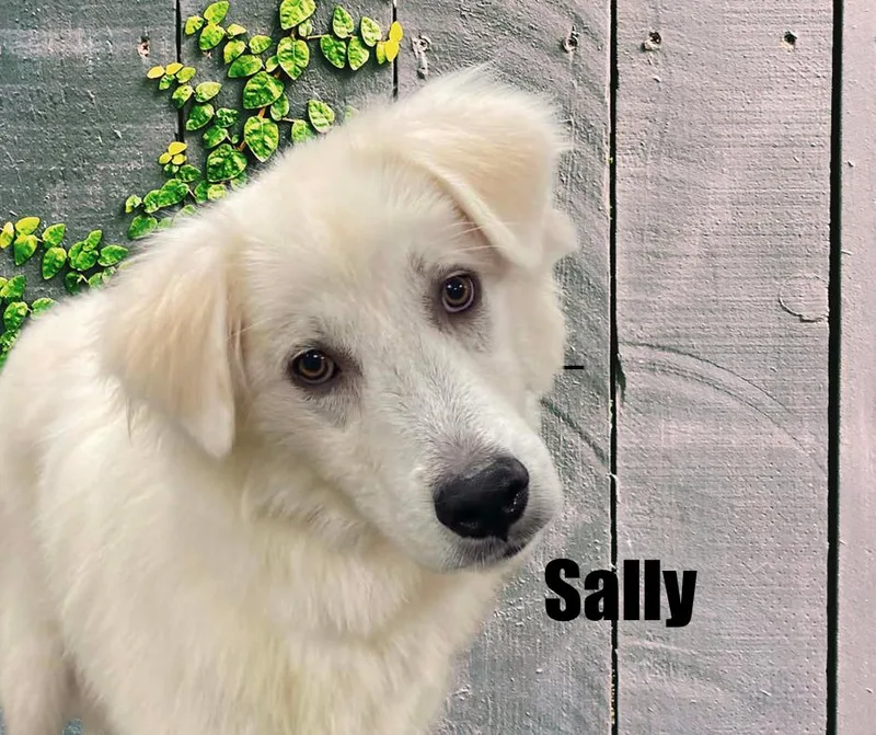 Sally thumbnail 3