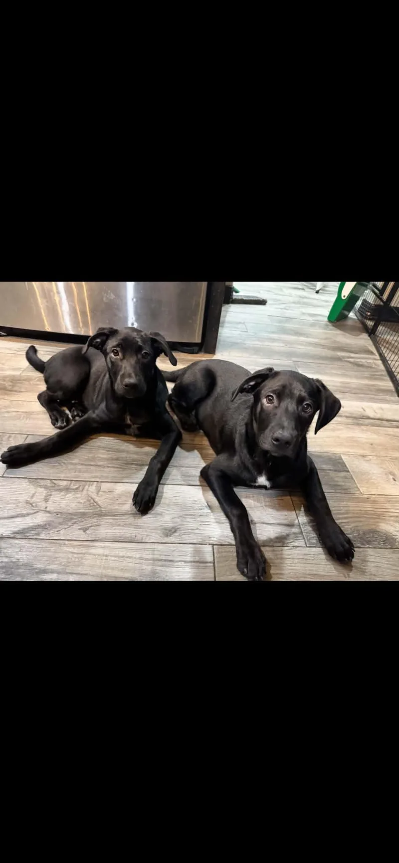 A baby large-sized male Black Labrador Retriever dog named Sampson for adoption in Conroe, TX