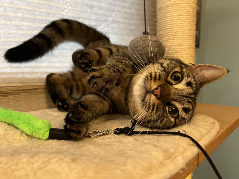 A young medium-sized female Tabby (Brown / Chocolate) Domestic Short Hair cat named Peppermint for adoption in Stoughton, WI