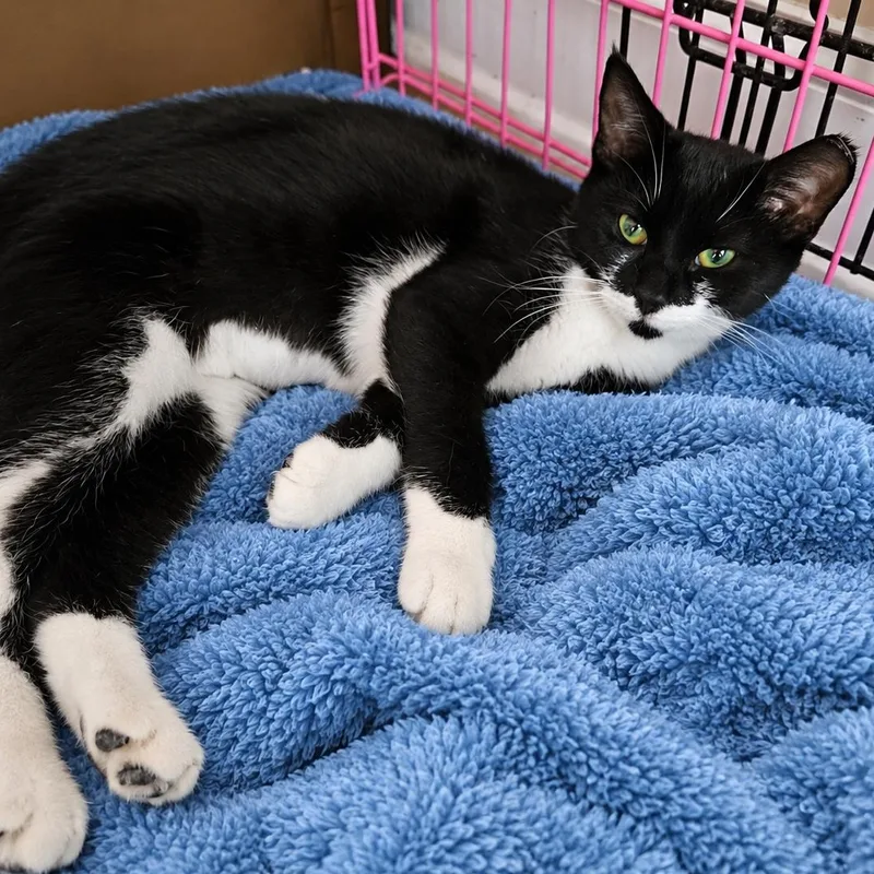 A young medium-sized female Domestic Short Hair cat named Harmony Coming In for adoption in Clifton, NJ