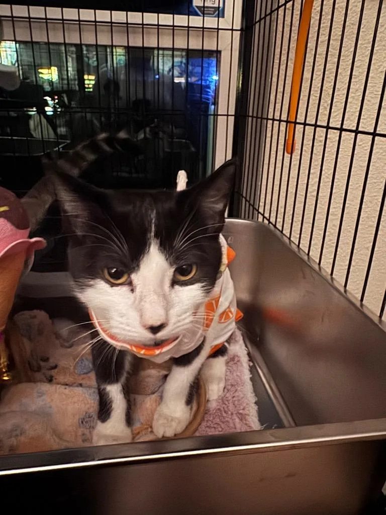 A baby medium-sized female Tabby cat named Scoot for adoption in San Antonio, TX