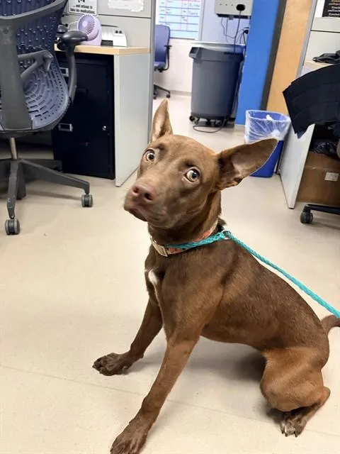 A young medium-sized female Mixed Breed dog named Cherry for adoption in Dallas, TX