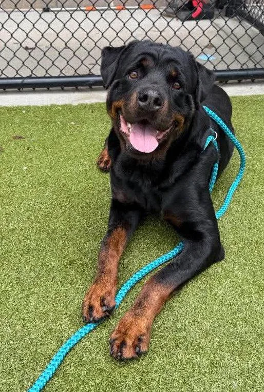 An adult large-sized male Rottweiler dog named Orbit for adoption in Hillsboro, NH