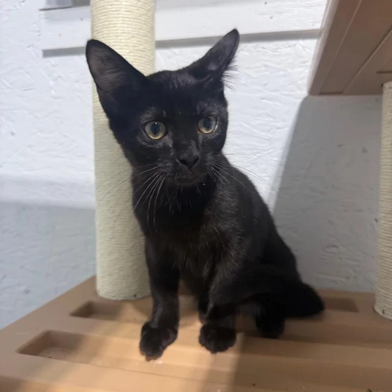 A baby medium-sized male Black Domestic Short Hair cat named Harvest for adoption in Garfield, AR