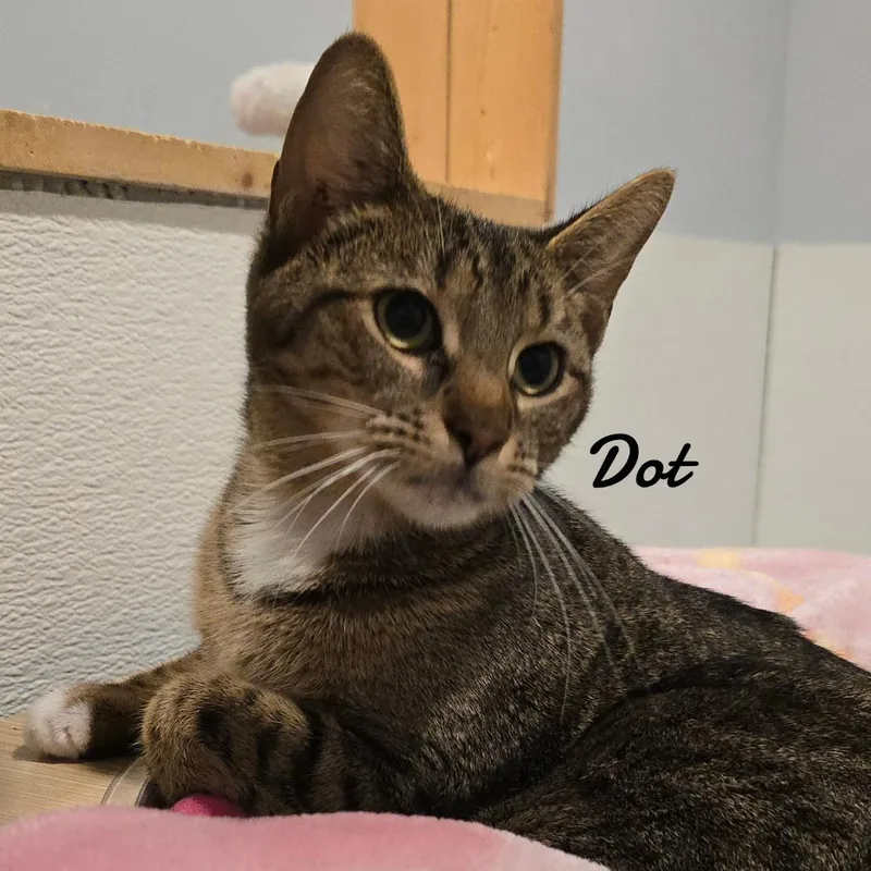 Spot & Dot thumbnail 3