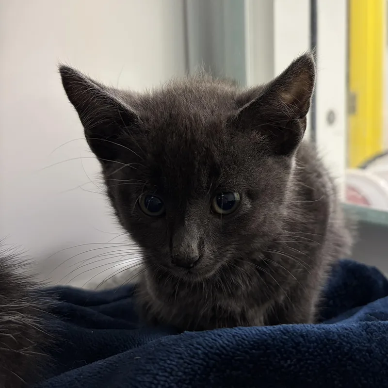 A baby medium-sized male Gray / Blue / Silver Domestic Short Hair cat named Bulbasaur for adoption in Southold, NY
