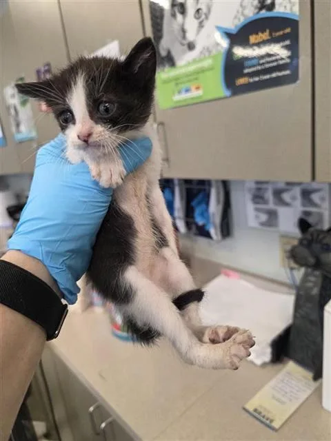 A baby small-sized male Domestic Short Hair cat named Calvin for adoption in San Antonio, TX