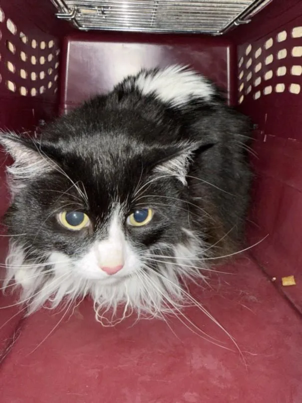 A senior small-sized female Domestic Short Hair cat named Angel for adoption in Burbank, CA