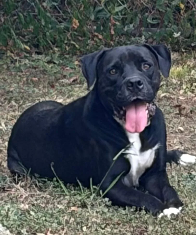 An adult medium-sized female Boxer dog named Penelope Momma Greek for adoption in Andover, MA