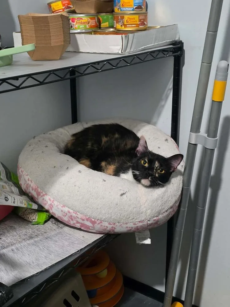 A young medium-sized female Domestic Short Hair cat named Ramona for adoption in Lewisburg, TN
