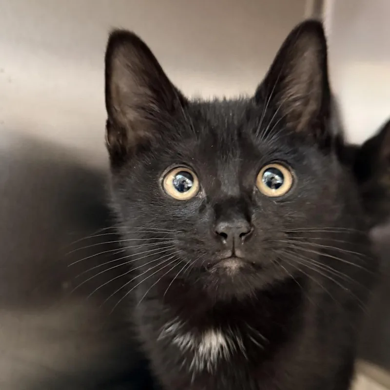 A baby small-sized male Black Domestic Short Hair cat named Twister for adoption in Palm Springs, CA