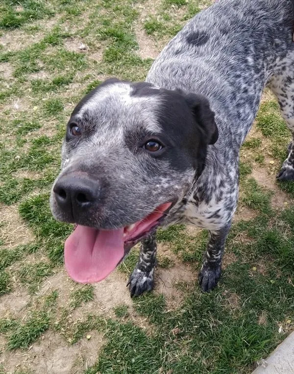 An adult large-sized female Australian Cattle Dog / Blue Heeler dog named River for adoption in Pocatello, ID