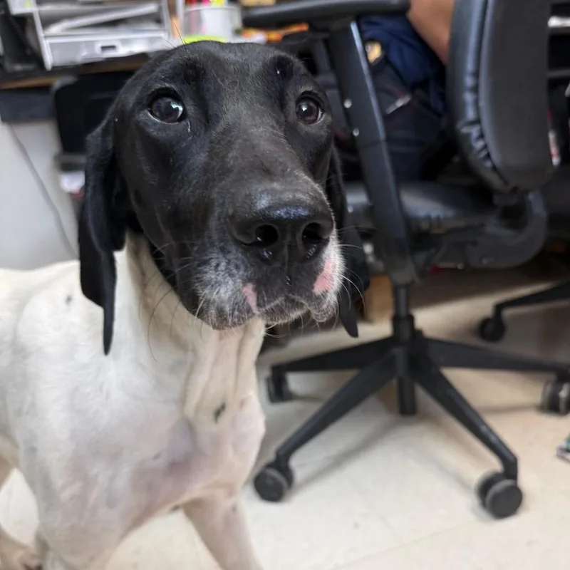A young medium-sized female German Shorthaired Pointer dog named Leena for adoption in Jacksonville, AR