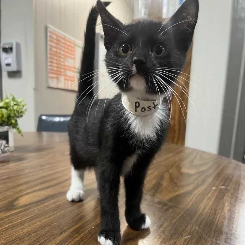 A baby small-sized female Domestic Short Hair cat named Past for adoption in Clanton, AL