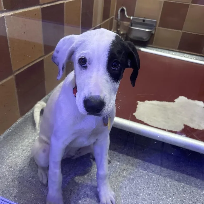 A baby small-sized female Black Mixed Breed dog named Tx Ursula for adoption in Port Washington, NY