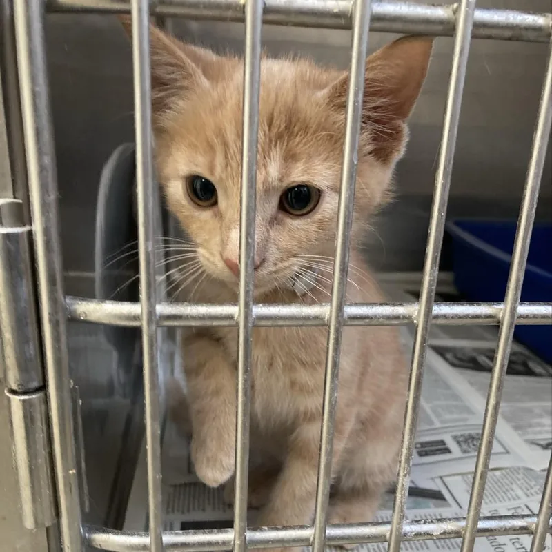 A baby small-sized male Orange / Red Domestic Short Hair cat named Garfield for adoption in Hawthorne, CA