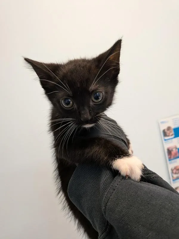 A baby small-sized male Domestic Short Hair cat named Limon for adoption in San Diego, CA