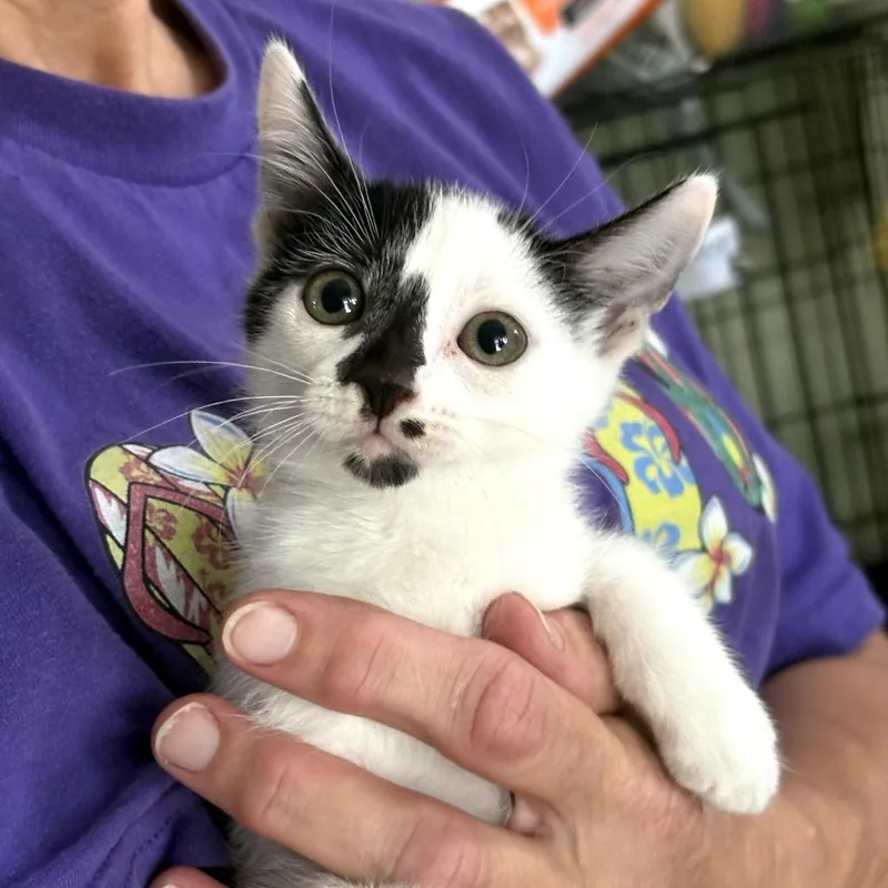 A baby small-sized female White Domestic Short Hair cat named Daisy for adoption in San Antonio, TX