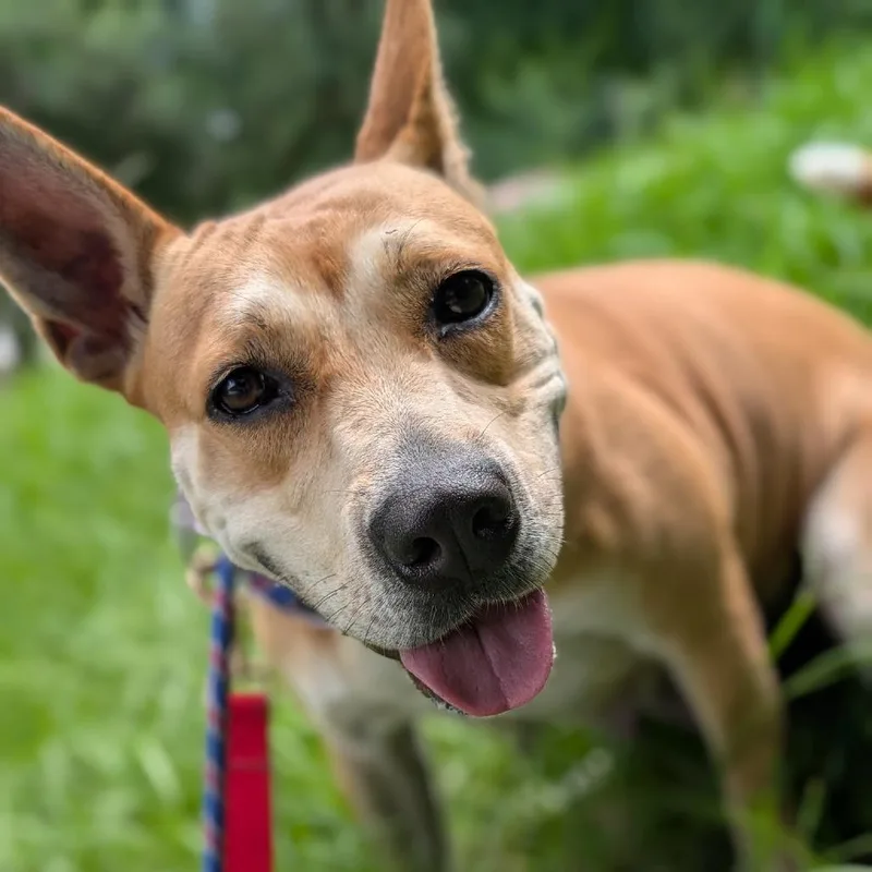 An adult medium-sized female Yellow / Tan / Blond / Fawn Mixed Breed dog named Loopy for adoption in Middleburg, FL