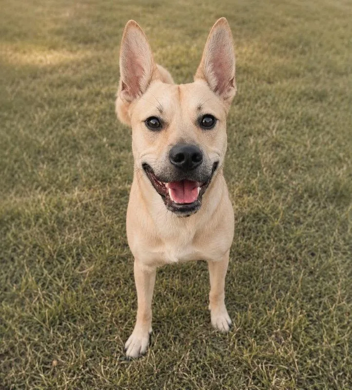 A young medium-sized male Basenji dog named Matthew James for adoption in Mankato, MN