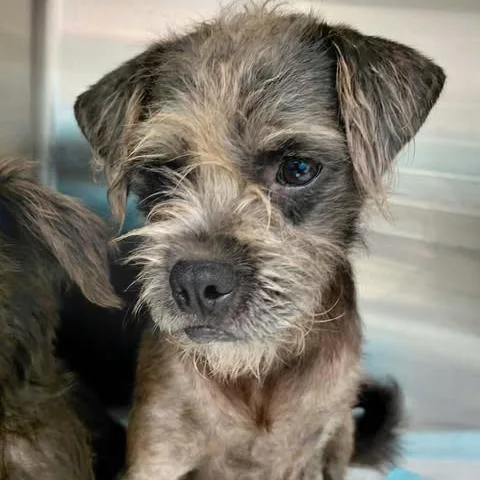 A young small-sized male Terrier dog named Bart for adoption in Bastrop, TX