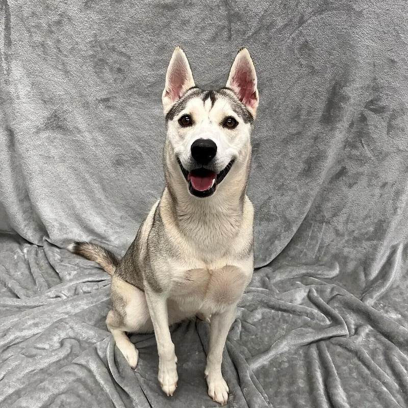 An adult medium-sized female Husky dog named Shiloh for adoption in Pleasantville, NJ
