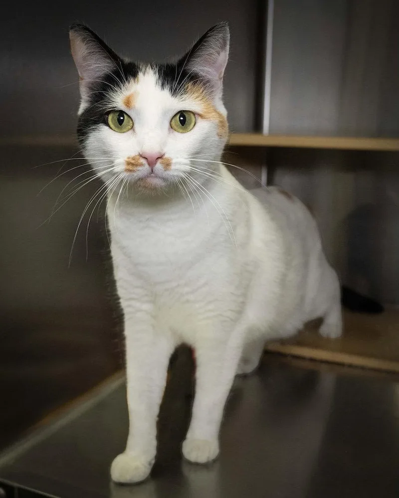 A young medium-sized female Domestic Medium Hair cat named Lilly for adoption in Wilmington, NC