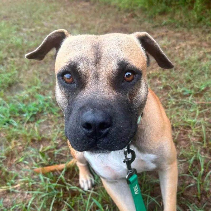 A young medium-sized male Black Mouth Cur dog named Max for adoption in Marshall, TX