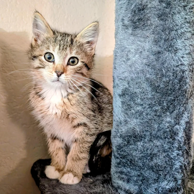 A baby medium-sized female Tabby (Gray / Blue / Silver) Calico cat named Nefertari for adoption in Midvale, UT