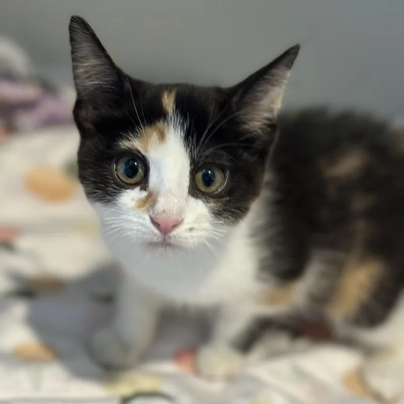 A baby small-sized female Calico Domestic Short Hair cat named Elsa for adoption in Matteson, IL