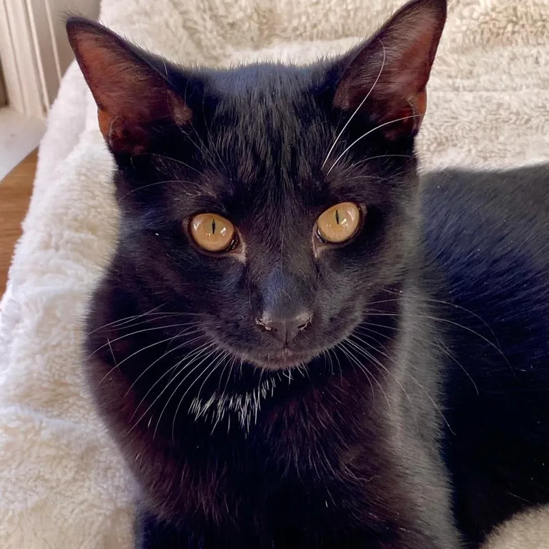 A baby medium-sized male Black Domestic Short Hair cat named Aaron for adoption in Gastonia, NC