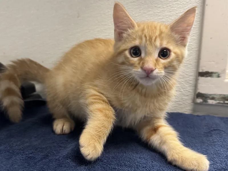 A baby small-sized male Domestic Short Hair cat named Bruce for adoption in Los Angeles, CA