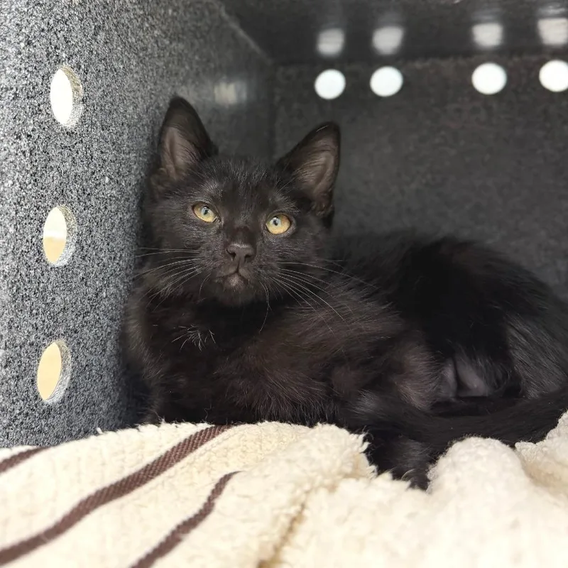 A baby small-sized female Black Domestic Short Hair cat named Stella for adoption in Marshall, VA