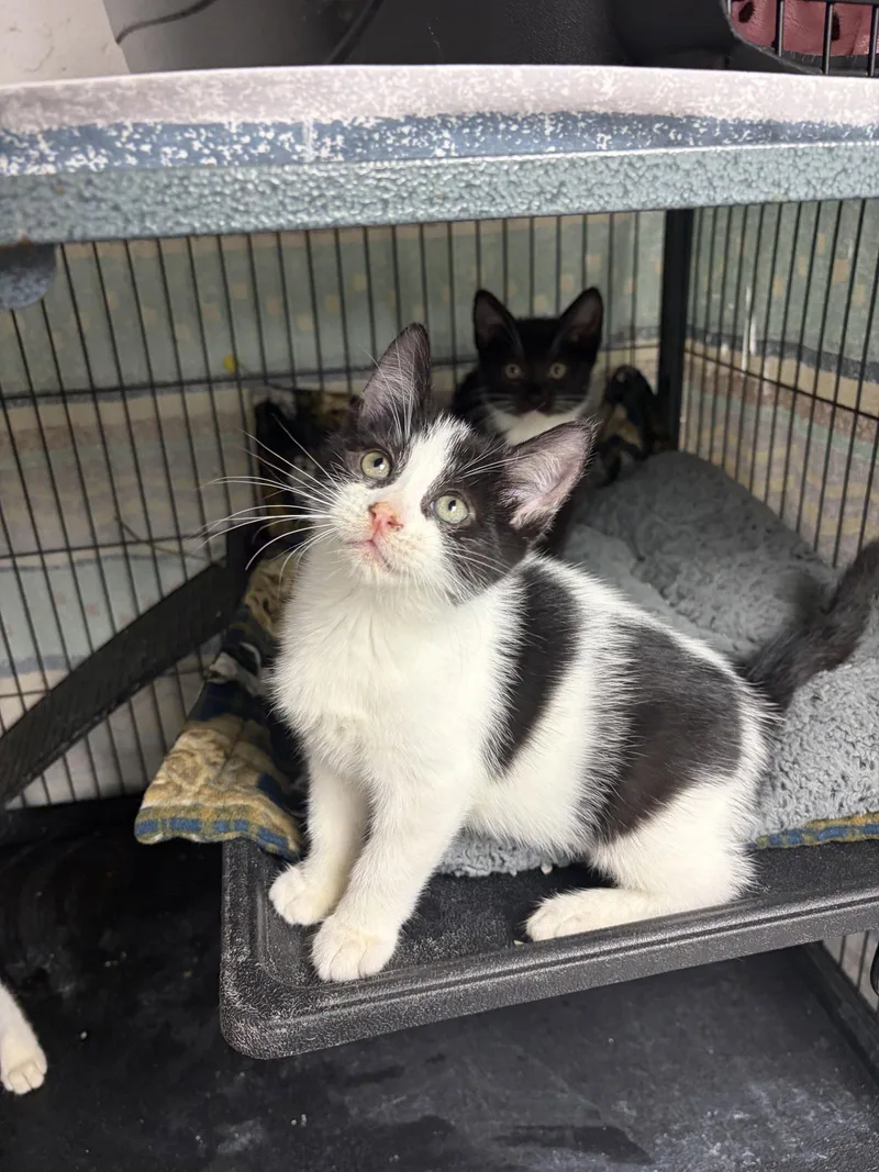 A baby large-sized male Black & White / Tuxedo Domestic Short Hair cat named Peter for adoption in Ringwood, NJ