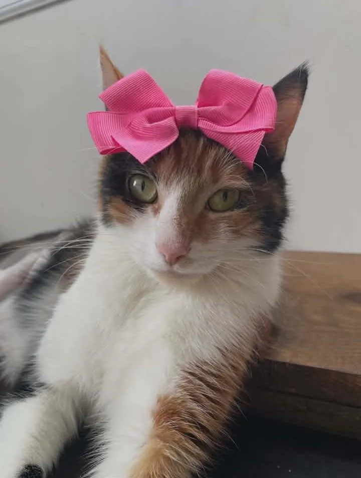 A young medium-sized female Calico Domestic Short Hair cat named Stitch for adoption in Springfield, PA