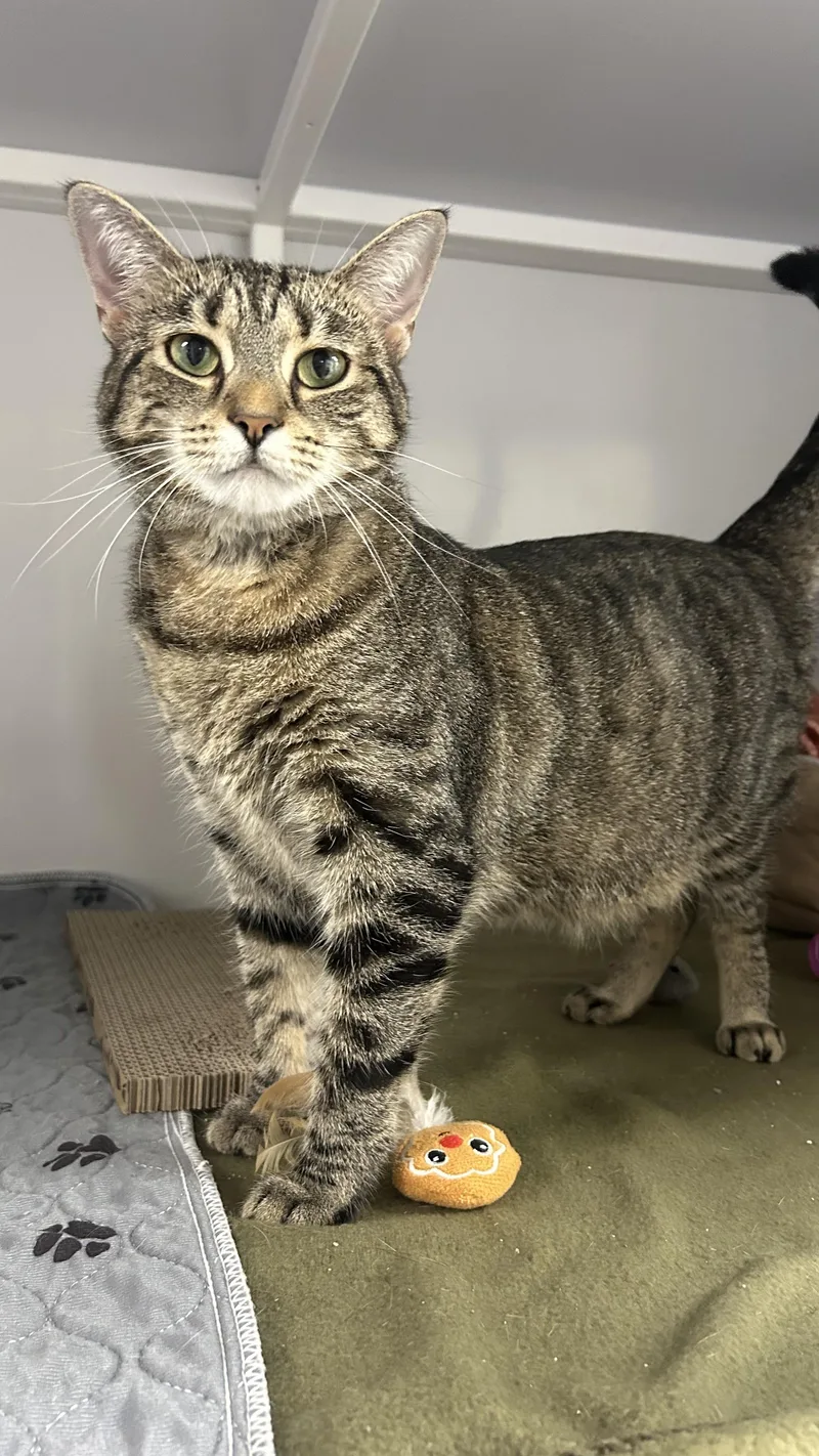 An adult medium-sized female Tabby (Brown / Chocolate) Domestic Short Hair cat named Wynter for adoption in White Oak, PA