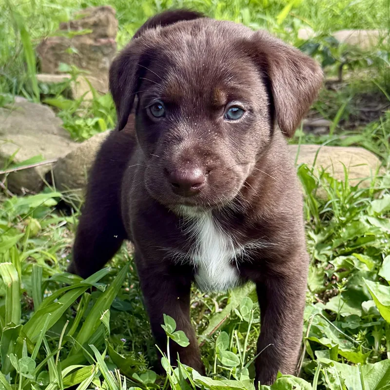 A baby large-sized male Brown / Chocolate Labrador Retriever dog named Marvin 'mudd' for adoption in Thompson's Station, TN